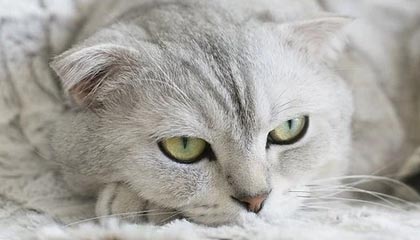 爱游戏体育官方网站-Cloud9问鼎LCS春季赛冠军，问鼎联盟冠军