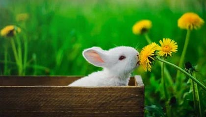 爱游戏体育（AYX）官方APP下载-广东男篮大胜北京队，再次领跑积分榜，广东男篮和北京男篮视频