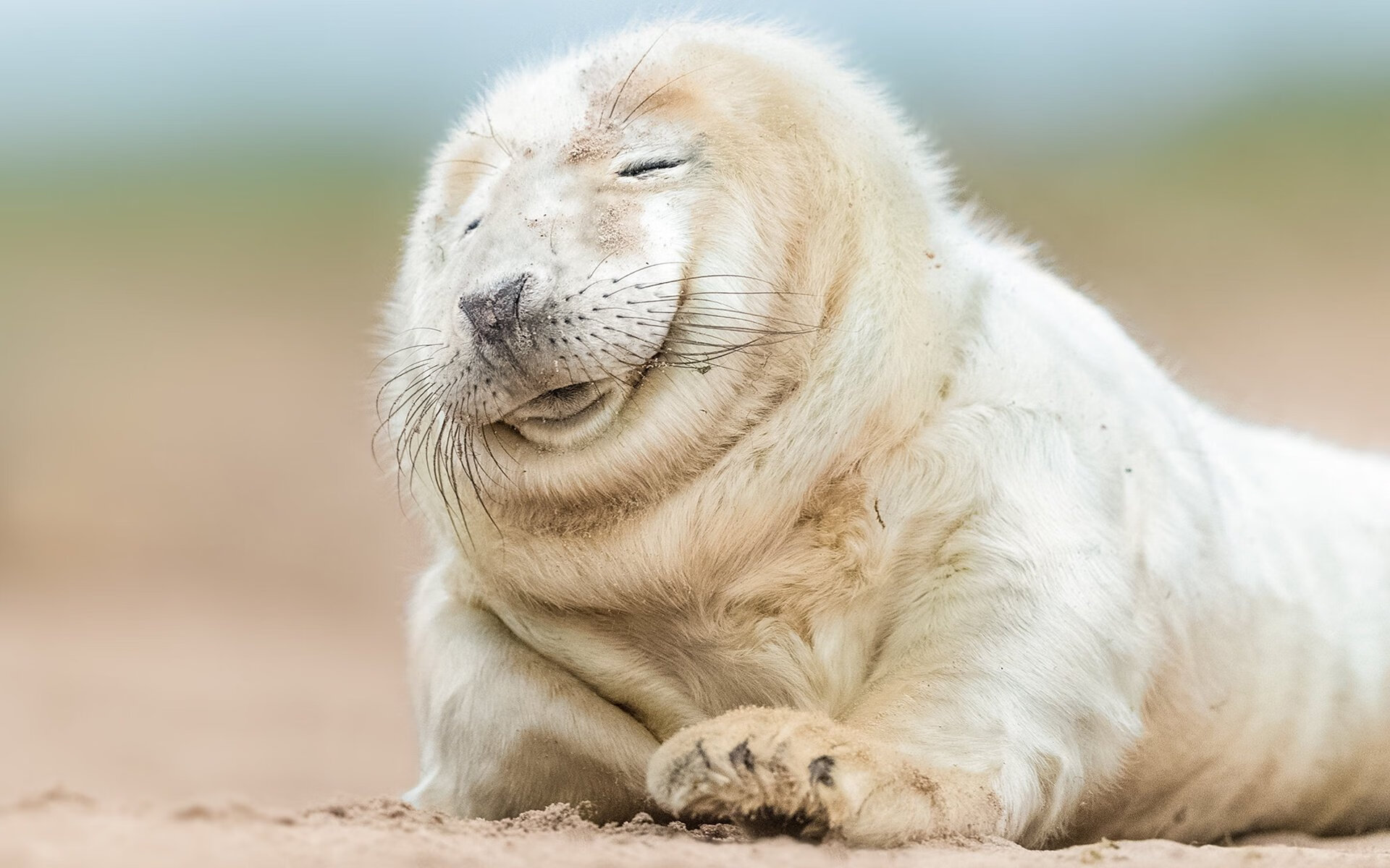 法国橄榄球的青训体系全球化,培养顶级橄榄球新星,法国英式橄榄球