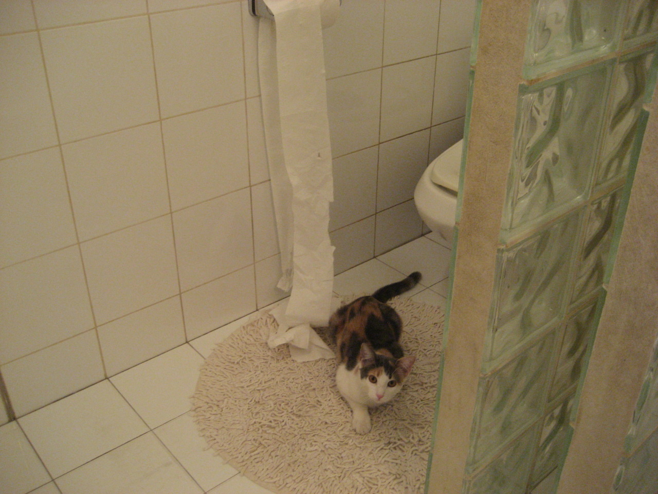 跳水动作细节优化,得分稳步上升,跳水动作6243