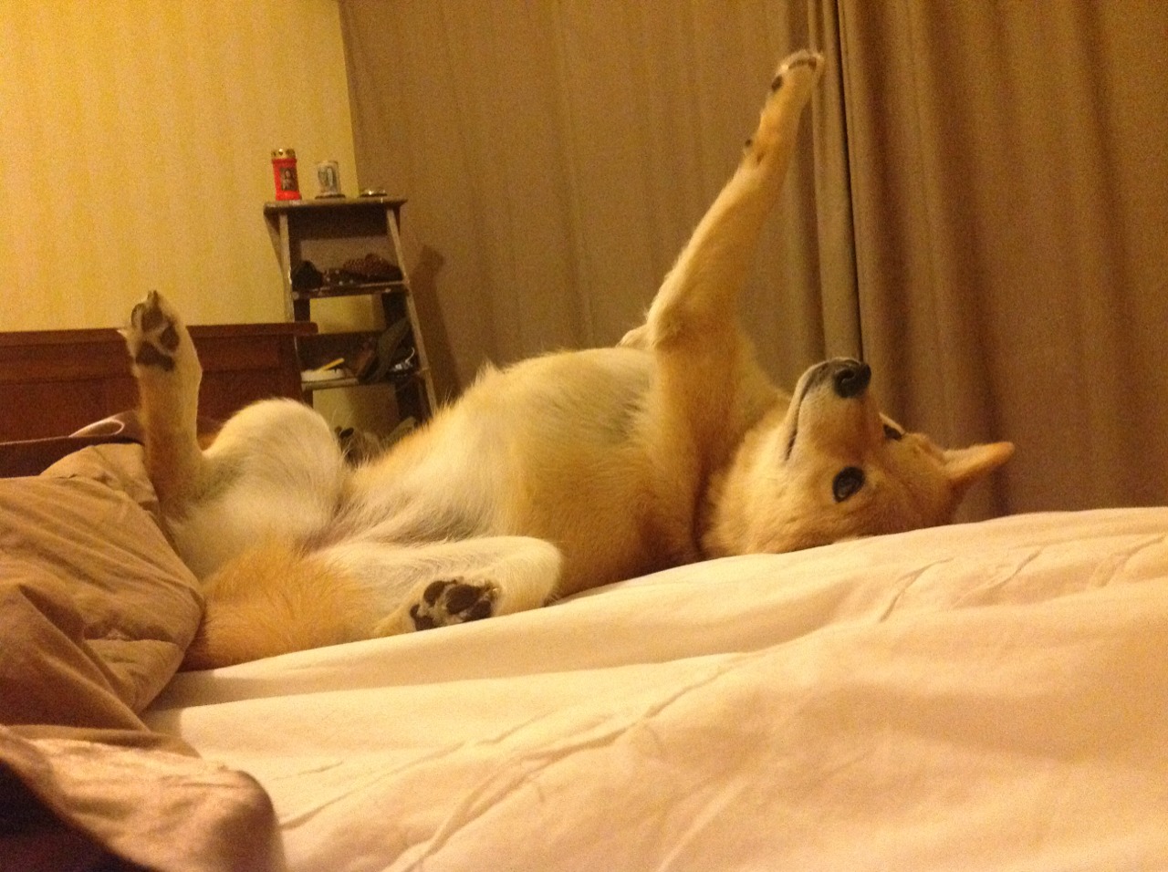 AYX SPORTS-埃及赛制解析：如何在全球竞争中增强本土优势，埃及的比赛